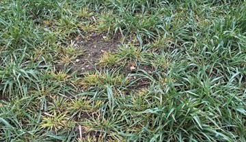 A patch of yellow, stunted and dead winter barley plants due to Wheat dwarf virus.